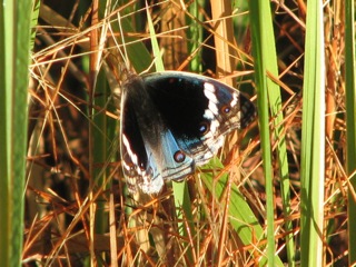 blue argus butterfly